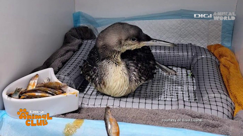 Visul Luanei Oana Vasiliu Digi Animal Club (16)