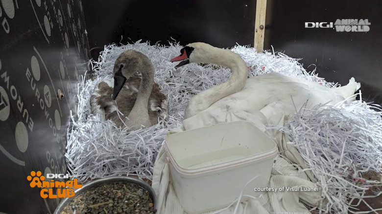 Visul Luanei Oana Vasiliu Digi Animal Club (17)