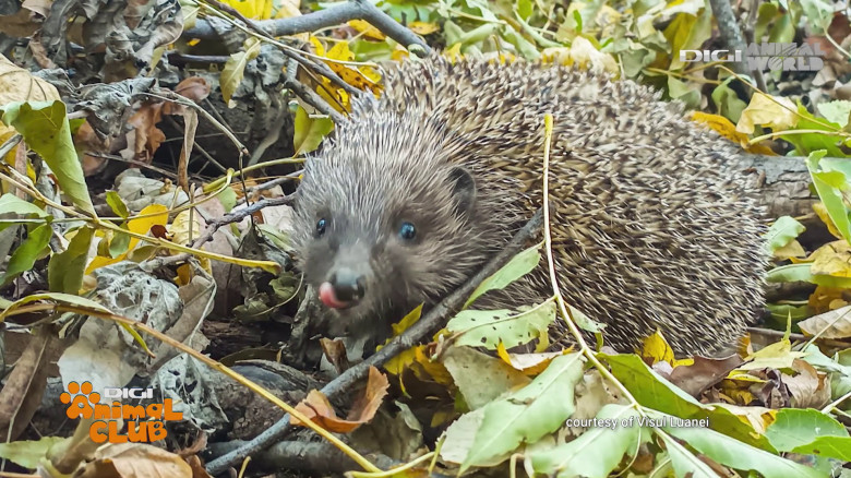 Visul Luanei Oana Vasiliu Digi Animal Club (20)