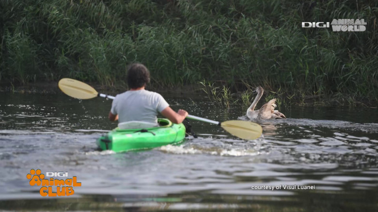 Visul Luanei Oana Vasiliu Digi Animal Club (24)