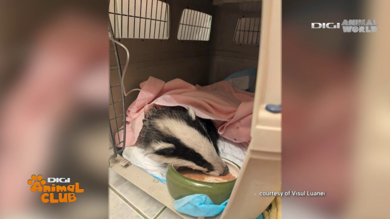 Visul Luanei Oana Vasiliu Digi Animal Club (25)