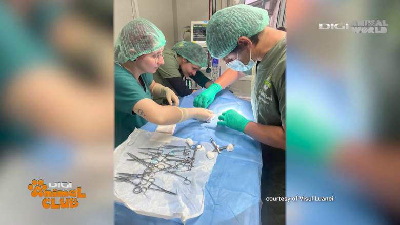 Visul Luanei Oana Vasiliu Digi Animal Club (28)