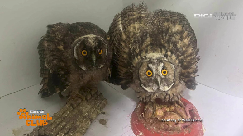 Visul Luanei Oana Vasiliu Digi Animal Club (30)