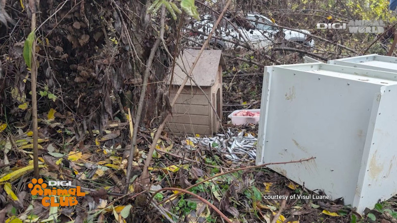 Visul Luanei Oana Vasiliu Digi Animal Club (31)