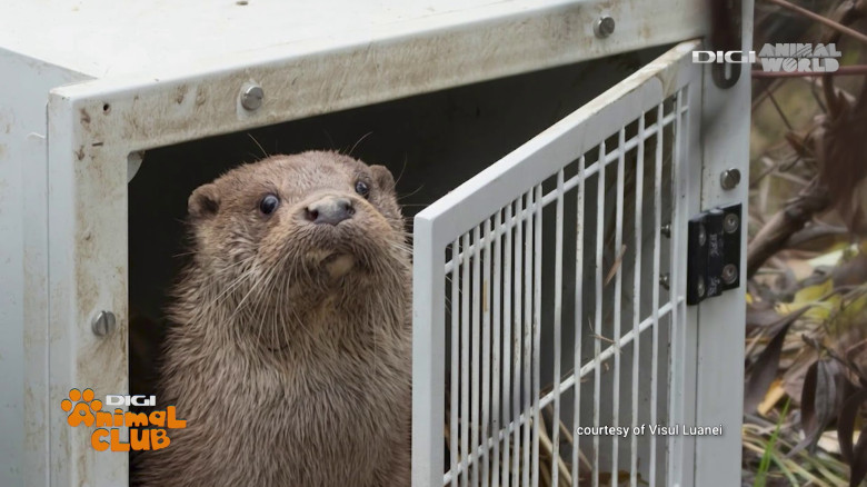 Visul Luanei Oana Vasiliu Digi Animal Club (32)