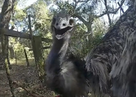 Polițist din Florida, viral după ce a „arestat” un emu fugar pe șosea/ Foto: Captură video