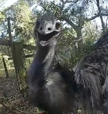 Polițist din Florida, viral după ce a „arestat” un emu fugar pe șosea/ Foto: Captură video