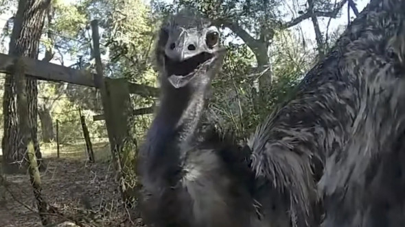 Polițist din Florida, viral după ce a „arestat” un emu fugar pe șosea: „N-am mai încătușat niciodată o pasăre”