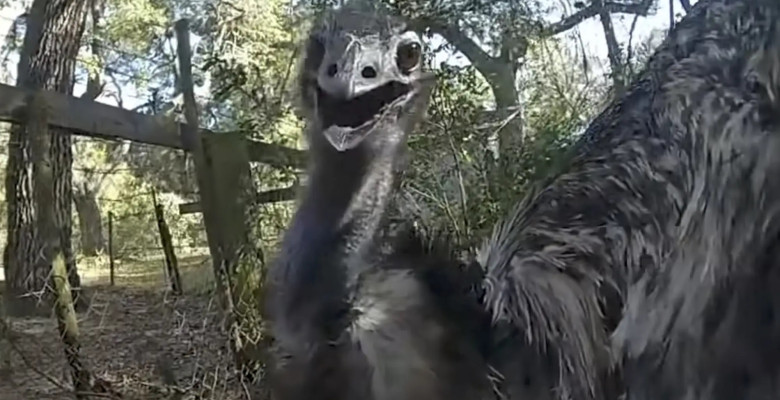 Polițist din Florida, viral după ce a „arestat” un emu fugar pe șosea/ Foto: Captură video