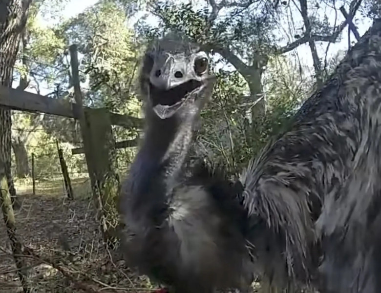 Polițist din Florida, viral după ce a „arestat” un emu fugar pe șosea/ Foto: Captură video