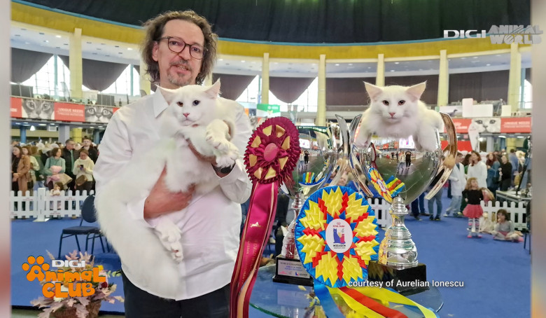 DIGI ANIMAL CLUB AURELIAN IONESCU NORVEGIENE 2