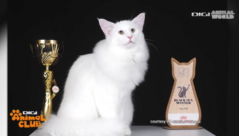 DIGI ANIMAL CLUB AURELIAN IONESCU NORVEGIENE 3