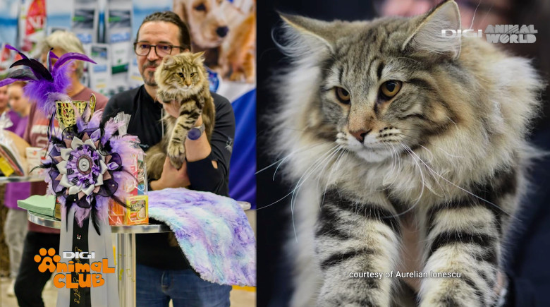 DIGI ANIMAL CLUB AURELIAN IONESCU NORVEGIENE 5