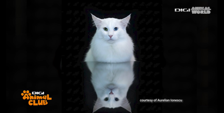 DIGI ANIMAL CLUB AURELIAN IONESCU NORVEGIENE 6