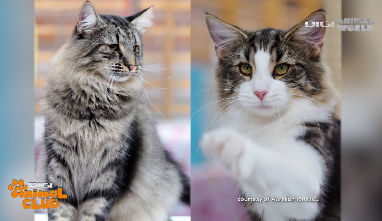 DIGI ANIMAL CLUB AURELIAN IONESCU NORVEGIENE 7