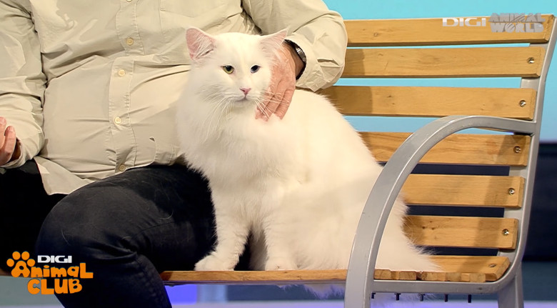 DIGI ANIMAL CLUB AURELIAN IONESCU NORVEGIENE 12