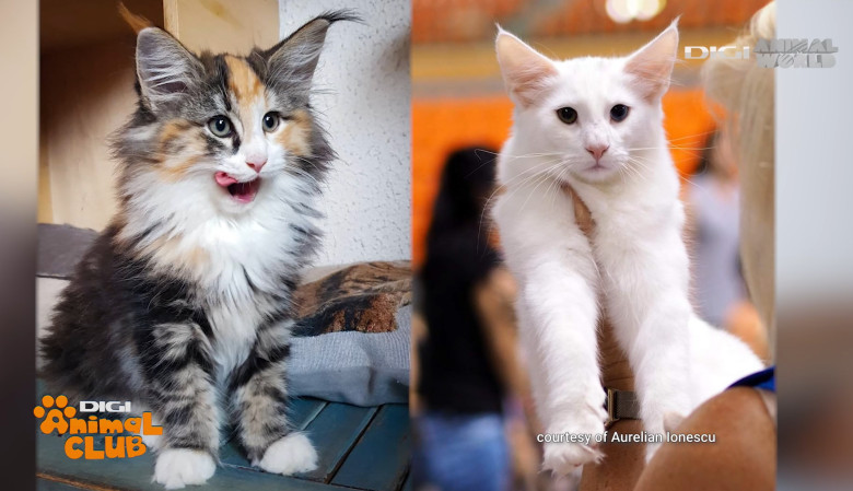 DIGI ANIMAL CLUB AURELIAN IONESCU NORVEGIENE 10