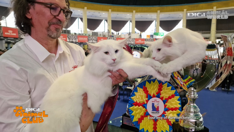 DIGI ANIMAL CLUB AURELIAN IONESCU NORVEGIENE 11