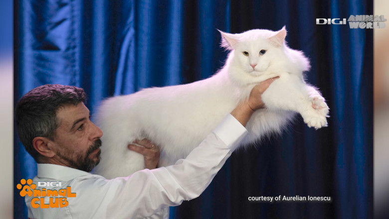 DIGI ANIMAL CLUB AURELIAN IONESCU NORVEGIENE 13