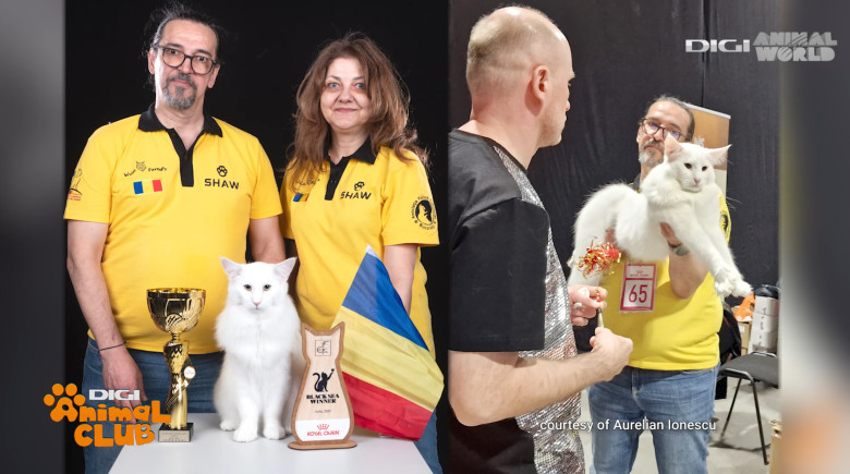 DIGI ANIMAL CLUB AURELIAN IONESCU NORVEGIENE 18