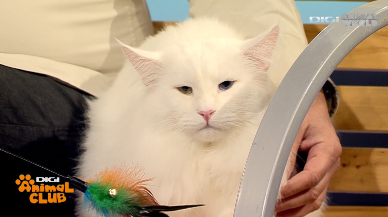 DIGI ANIMAL CLUB AURELIAN IONESCU NORVEGIENE 15