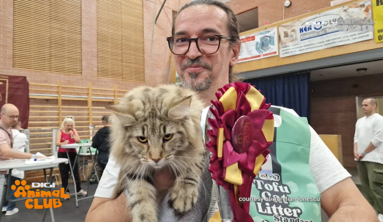 DIGI ANIMAL CLUB AURELIAN IONESCU NORVEGIENE 16