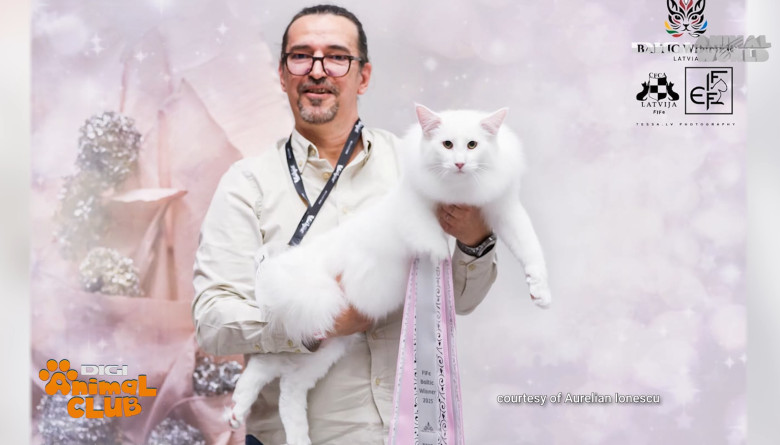 DIGI ANIMAL CLUB AURELIAN IONESCU NORVEGIENE 19