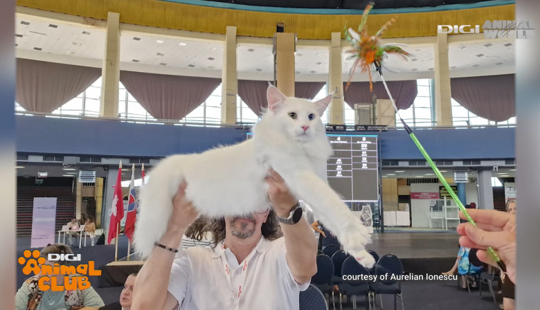 DIGI ANIMAL CLUB AURELIAN IONESCU NORVEGIENE 21