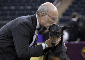 NY: Doberman Pinscher 'Penny' Wins Best In Show At 150th Annual Westminster Kennel Club Dog Show