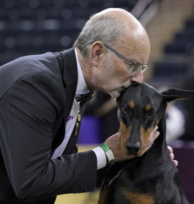 NY: Doberman Pinscher 'Penny' Wins Best In Show At 150th Annual Westminster Kennel Club Dog Show