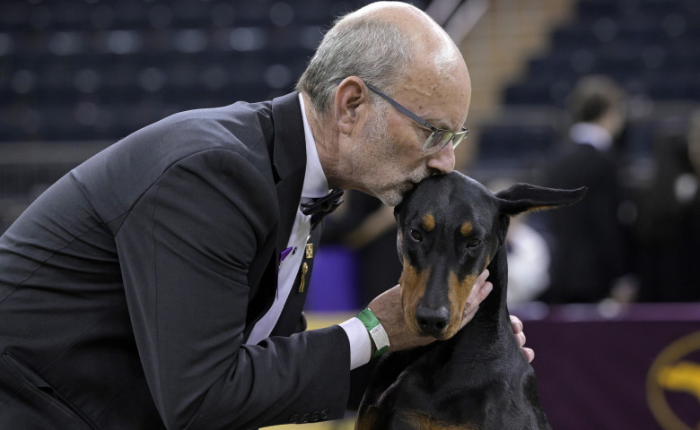 NY&colon; Doberman Pinscher 'Penny' Wins Best In Show At 150th Annual Westminster Kennel Club Dog Show