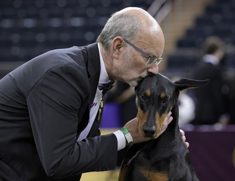 NY: Doberman Pinscher 'Penny' Wins Best In Show At 150th Annual Westminster Kennel Club Dog Show