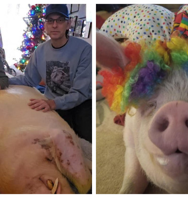 Doi bărbați au salvat un porc