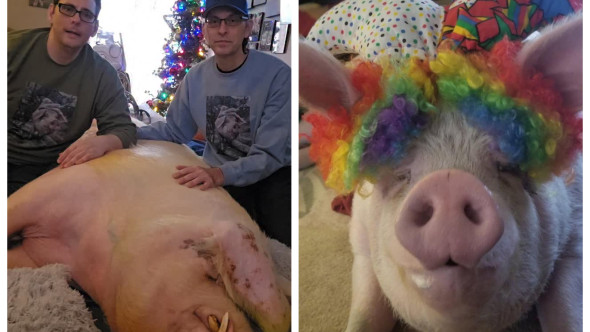 Doi bărbați au salvat un porc și l-au învățat să folosească toaleta: „Îl iubim, nu este animalul nostru de companie, este fiul nostru”