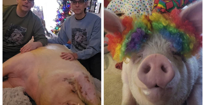 Doi bărbați au salvat un porc