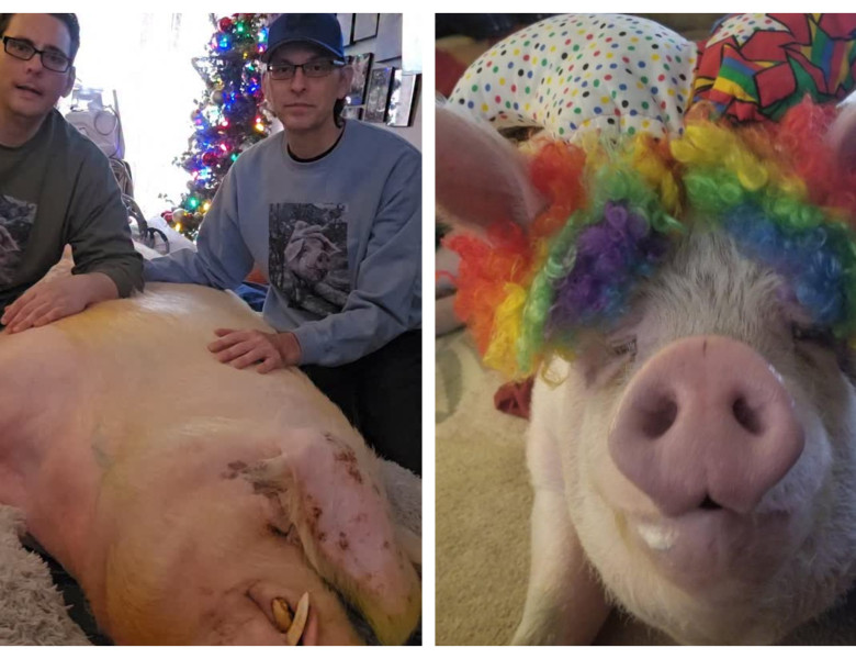 Doi bărbați au salvat un porc