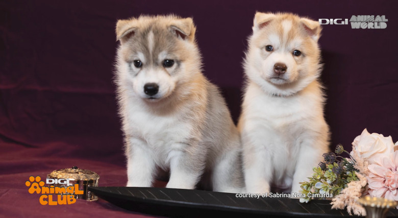 Digi Animal Club HUSKY Sabrina Camarda 2