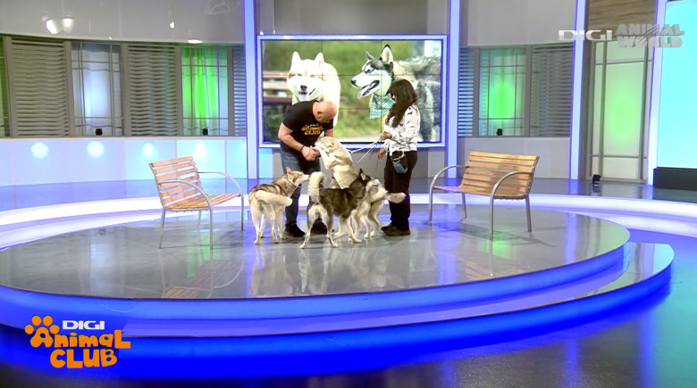 Digi Animal Club HUSKY Sabrina Camarda 1