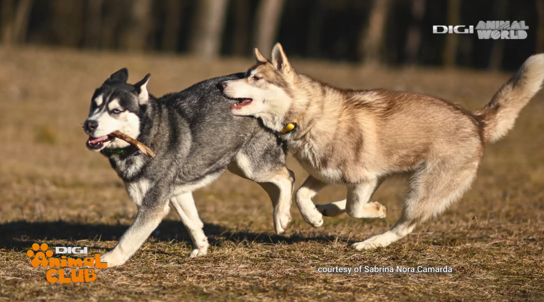 Digi Animal Club HUSKY Sabrina Camarda 7