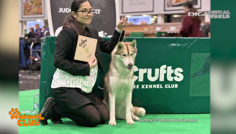 Digi Animal Club HUSKY Sabrina Camarda 4