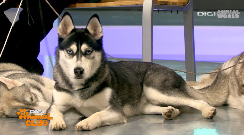 Digi Animal Club HUSKY Sabrina Camarda 5