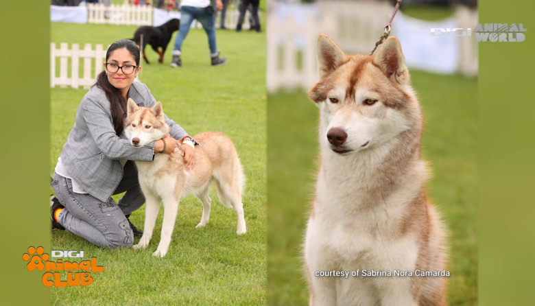 Digi Animal Club HUSKY Sabrina Camarda 6