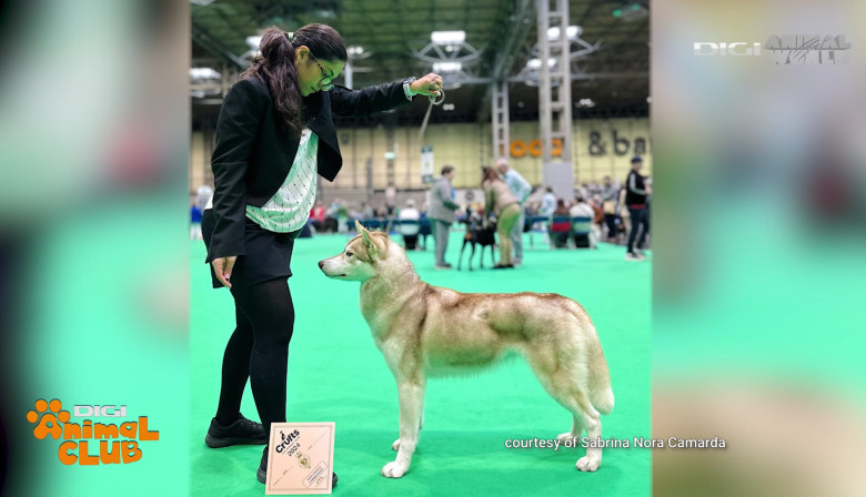 Digi Animal Club HUSKY Sabrina Camarda 9