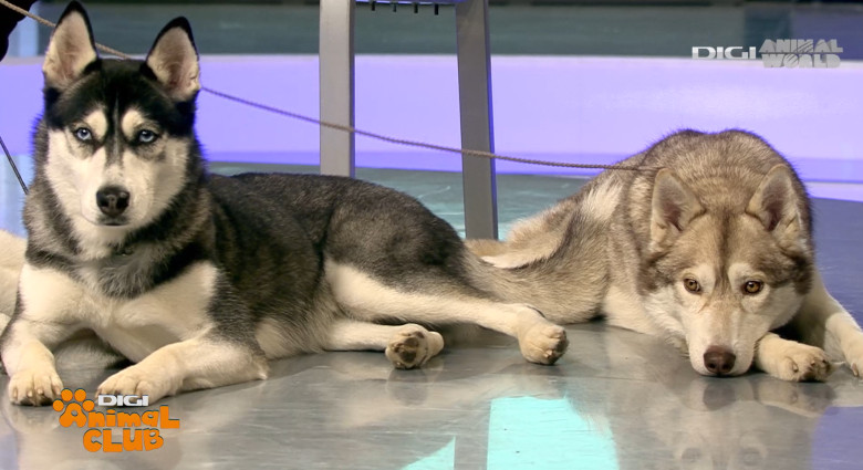 Digi Animal Club HUSKY Sabrina Camarda 10