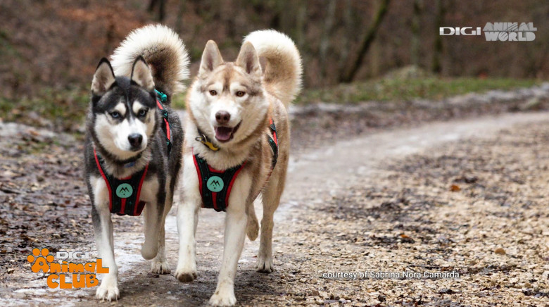 Digi Animal Club HUSKY Sabrina Camarda 12