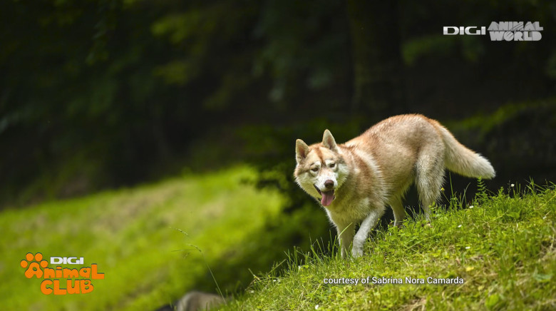 Digi Animal Club HUSKY Sabrina Camarda 16