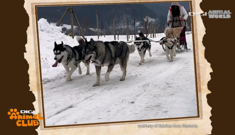 Digi Animal Club HUSKY Sabrina Camarda 14