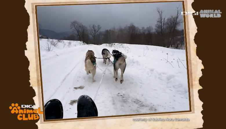 Digi Animal Club HUSKY Sabrina Camarda 15