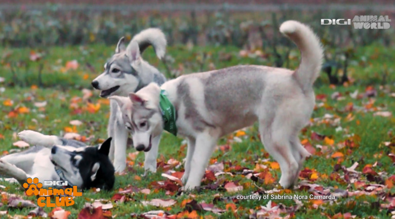 Digi Animal Club HUSKY Sabrina Camarda 20