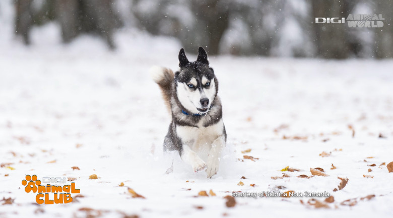 Digi Animal Club HUSKY Sabrina Camarda 17